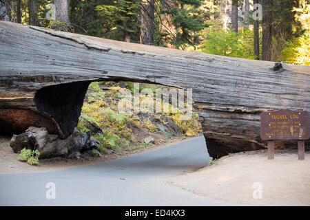 The Tunnel Log a fallen Giant Redwood, or Sequoia, Sequoiadendron giganteum, in Sequoia National Park, California, USA. Stock Photo