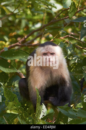 Male White-Throated Capuchin Monkey on Panama Canal Stock Photo