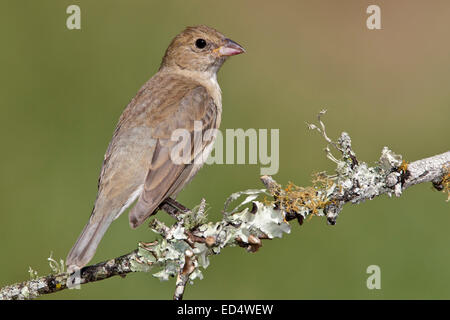 Indigo Bunting - Passerina cyanea - adult female Stock Photo