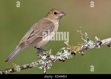 Indigo Bunting - Passerina cyanea - adult female Stock Photo