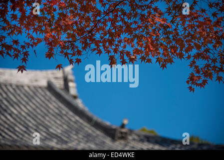 Japanese red Maple leaves Kyoto, Japan. Stock Photo