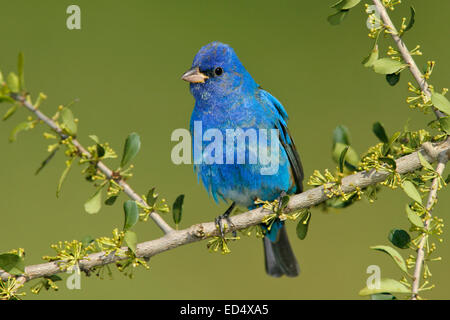 Indigo Bunting - Passerina cyanea - adult male Stock Photo