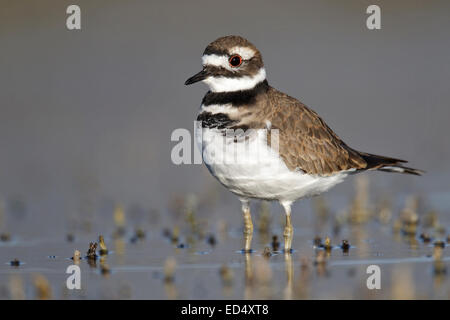 Killdeer - Charadrius vociferus Stock Photo