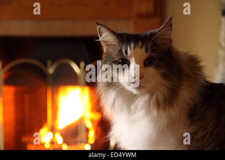 Long haired Norwegian Forest cat sat beside a roaring log fire Stock Photo