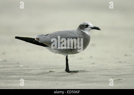 Laughing Gull - Larus atricilla - 1st winter Stock Photo