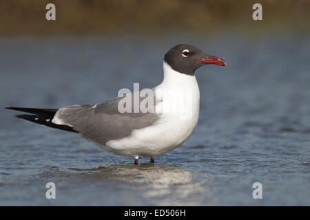 Laughing Gull - Larus atricilla - summer adult Stock Photo