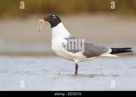 Laughing Gull - Larus atricilla - summer adult Stock Photo