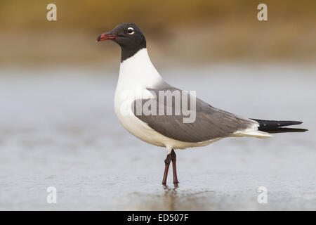 Laughing Gull - Larus atricilla - summer adult Stock Photo