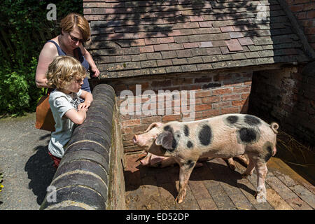 Child looking at traditional breed of pig in pen, Blists Hill Victorian town, Ironbridge, Shropshire, England, UK Stock Photo