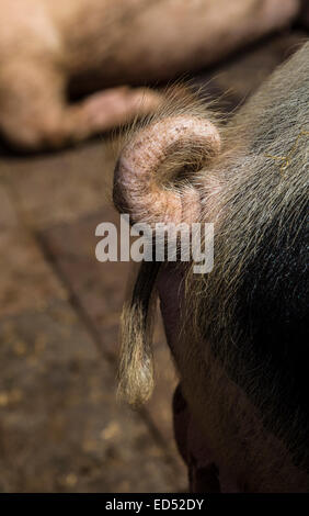 Curly tail on pig, Shropshire, England, UK Stock Photo