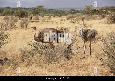 Two female Somali ostriches walking in dry grass, Samburu, Kenya Stock Photo