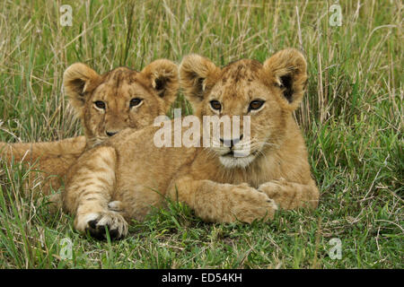 Lion cubs resting in grass, Masai Mara, Kenya Stock Photo