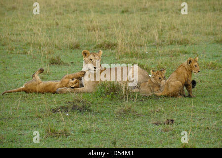 Lioness with cubs, Masai Mara, Kenya Stock Photo