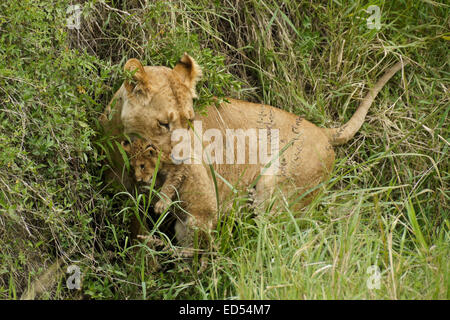 Lioness carrying cub in mouth, Masai Mara, Kenya