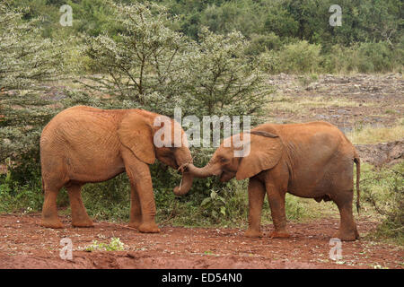 Orphaned baby elephants playing with each other, Sheldrick Wildlife Trust, Nairobi, Kenya Stock Photo