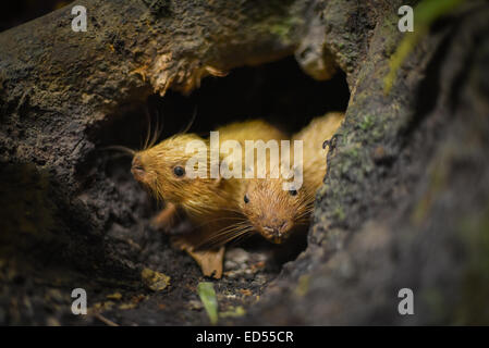 Cream-coloured giant squirrel (Ratufa affinis) from Sepilok, Sabah