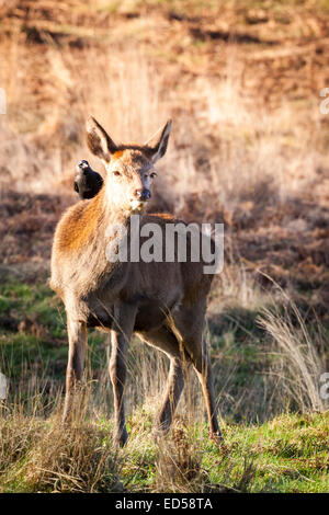 Female wild deer and jackdaw sitting on its back in the afternoon sun in Richmond Park, Greater London Stock Photo