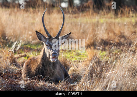 Wild deer resting in the afternoon sun in Richmond Park, Greater London Stock Photo