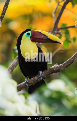 Toucan. Costa Rica. Stock Photo
