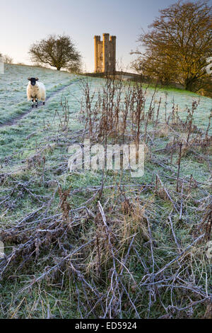 Broadway Tower on frosty morning with sheep looking at camera, Broadway, Cotswolds, Worcestershire, England, United Kingdom, Europe Stock Photo