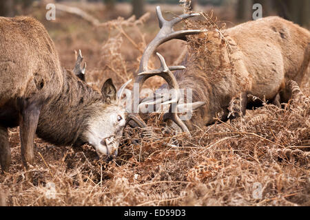 Two adult red deer (cervus elaphus) males or stags rutting and locking antlers in fight, fighting head on, UK