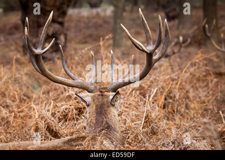 Red deer stag with fully grown antlers, camouflaged against the high winter grass he is resting in, rear view, Richmond Park, UK Stock Photo