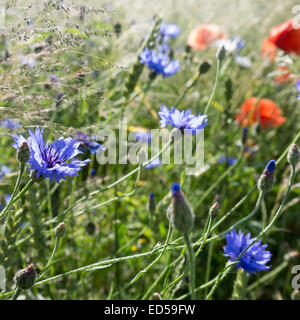 poppy and cornflower near a field in summer Stock Photo