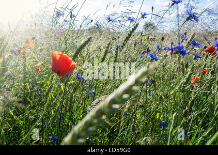 grass, poppy, cornflower and corn near a field in summer Stock Photo