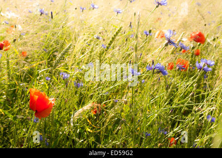 field flowers (poppy, cornflower) in early summer Stock Photo