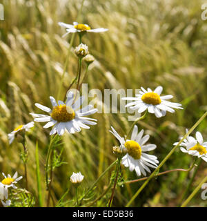 camomile on a barley field in summer Stock Photo