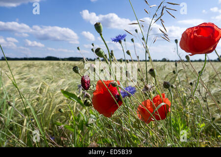 field flowers and poppy near a barley field in summer Stock Photo