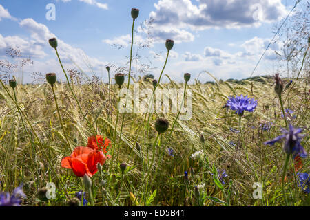 field flowers (poppy, cornflower) near a barley field in summer Stock Photo