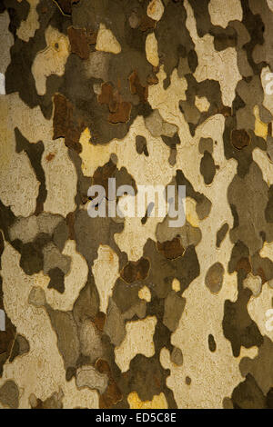 Closeup of the bark on a London Plain Tree. Prospect Park, Brooklyn, NY.