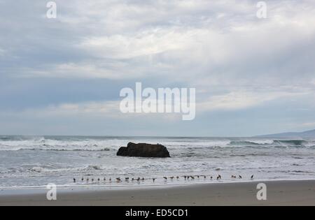 Sandpiper birds lined up on Salmon Creek beach near Bodega Bay, California. Stock Photo