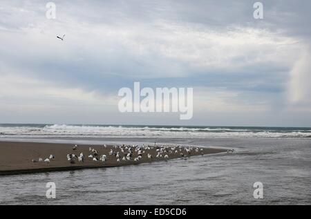 Seagulls on the sand near Salmon Creek, where it meets the Pacific Ocean in Bodega Bay, California. Stock Photo