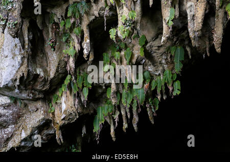 Monophyte - single-leafed plants - endemic to Gunung Mulu National Park ...