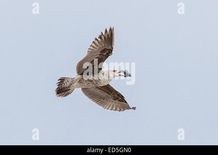 Juvenile Kelp Gull, Larus dominicanus, dropping mussel from mid-air to break it open Britannia bay, Western Cape, South Africa Stock Photo