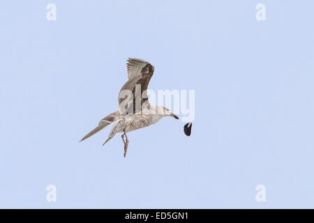 Juvenile Kelp Gull, Larus dominicanus, dropping mussel from mid-air to break it open Britannia bay, Western Cape, South Africa Stock Photo