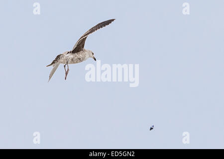 Juvenile Kelp Gull, Larus dominicanus, dropping mussel from mid-air to break it open Britannia bay, Western Cape, South Africa Stock Photo