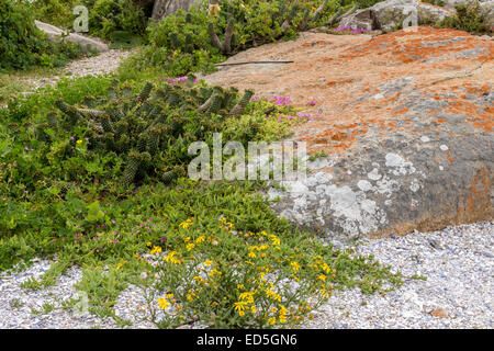 Flowers & rocks, Britannia Bay, Western Cape, South Africa Stock Photo