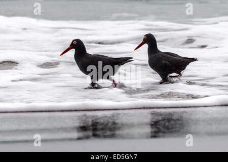 African oystercatcher aka African black oystercatcher, Haematopus moquini, Britannia bay, Western Cape, South Africa Stock Photo