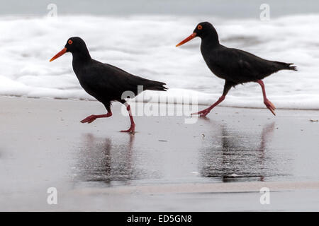 African oystercatcher aka African black oystercatcher, Haematopus moquini, Britannia bay, Western Cape, South Africa Stock Photo