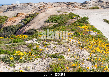Rocks & yellow Flowers, Columbine Nature Reserve, Paternoster, Western Cape, South Africa Stock Photo