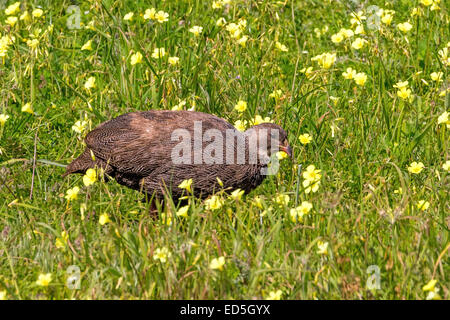 Cape spurfowl, aka Cape francolin, Pternistis capensis, Wildflowers, Postberg Section, West Coast National Park, Western Cape, South Africa Stock Photo