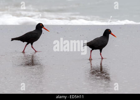 African oystercatcher aka African black oystercatcher, Haematopus moquini, Britannia bay, Western Cape, South Africa Stock Photo