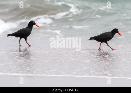 African oystercatcher aka African black oystercatcher, Haematopus moquini, Britannia bay, Western Cape, South Africa Stock Photo