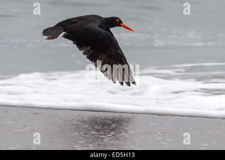 African oystercatcher aka African black oystercatcher, Haematopus moquini, Britannia bay, Western Cape, South Africa Stock Photo