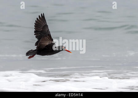 African oystercatcher aka African black oystercatcher, Haematopus moquini, Britannia bay, Western Cape, South Africa Stock Photo