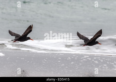 African oystercatcher aka African black oystercatcher, Haematopus moquini, Britannia bay, Western Cape, South Africa Stock Photo