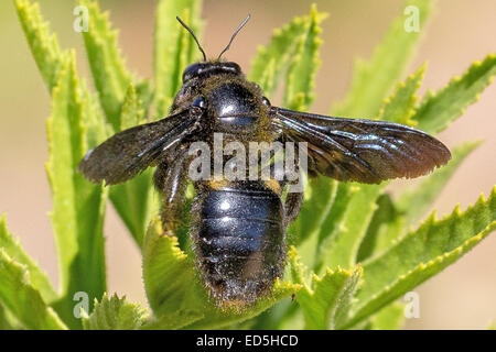 Giant African Carpenter bee, Xylocopa (Mesotrichia) Westwood , Pakhuis Pass to Heuningvlei, Cederberg mountains, Western Cape, South Africa Stock Photo